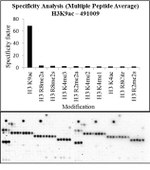 H3K9ac Antibody in Peptide array (Array)