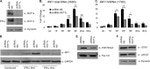 H3K79me3 Antibody in Western Blot (WB)