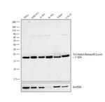 H3K36me2 Antibody in Western Blot (WB)