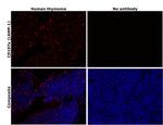 CD107a (LAMP-1) Antibody in Immunohistochemistry (Paraffin) (IHC (P))
