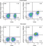 Phospho-CD247 (CD3 zeta) (Tyr142) Antibody