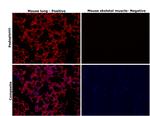 Podoplanin Antibody