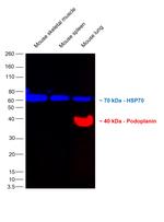 Podoplanin Antibody in Western Blot (WB)