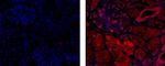 HSP70 Antibody in Immunohistochemistry (Paraffin) (IHC (P))