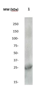 Claudin 7 Antibody in Western Blot (WB)