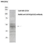 Phospho-GATA1 (Ser142) Antibody in Western Blot (WB)