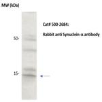 Synuclein alpha Antibody in Western Blot (WB)