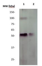 NFkB p65 Antibody in Western Blot (WB)