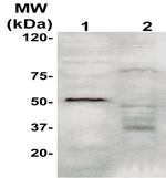 TGF-beta 2 Antibody in Western Blot (WB)
