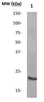 Claudin 4 Antibody in Western Blot (WB)