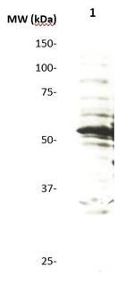 p57 /Kip2 Antibody in Western Blot (WB)