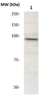 STAT5 Antibody in Western Blot (WB)