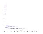 IGF2 Antibody in Western Blot (WB)