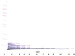 CXCL6 Antibody in Western Blot (WB)