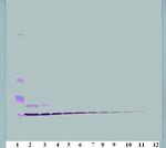 CCL3 Antibody in Western Blot (WB)