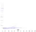 DEFA1 Antibody in Western Blot (WB)