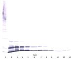 CXCL2 Antibody in Western Blot (WB)