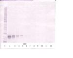 FGF16 Antibody in Western Blot (WB)