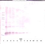 Adipolean (gAcrp30) Antibody in Western Blot (WB)