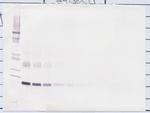 IL-10 Antibody in Western Blot (WB)