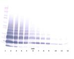 RELM beta Antibody in Western Blot (WB)