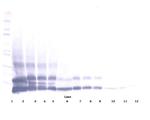 RELM beta Antibody in Western Blot (WB)