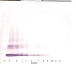 GDF3 Antibody in Western Blot (WB)