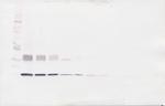 IL-31 Antibody in Western Blot (WB)