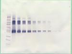 Serpina12 Antibody in Western Blot (WB)