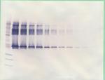 Serpina12 Antibody in Western Blot (WB)