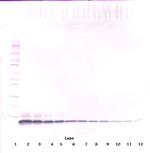 EGF Antibody in Western Blot (WB)