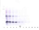 p16INK4a-TAT Antibody in Western Blot (WB)