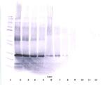 Oncostatin M Antibody in Western Blot (WB)