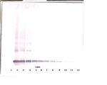 PDGF-AA Antibody in Western Blot (WB)