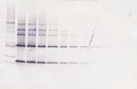 CNTF Antibody in Western Blot (WB)