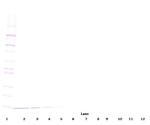 NTF3 Antibody in Western Blot (WB)