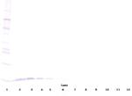 NTF3 Antibody in Western Blot (WB)