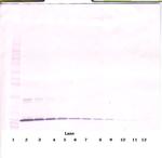 NTF4 Antibody in Western Blot (WB)