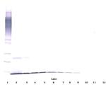 beta-NGF Antibody in Western Blot (WB)