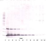 Leptin Antibody in Western Blot (WB)