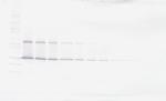 IL-17F Antibody in Western Blot (WB)