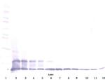 CX3CL1 Antibody in Western Blot (WB)