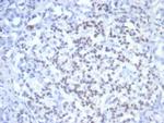 PAX6 (Stem Cell Marker) Antibody in Immunohistochemistry (Paraffin) (IHC (P))