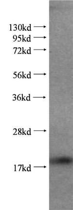 Cyclophilin A Antibody in Western Blot (WB)