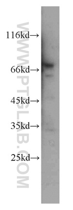 ELL Antibody in Western Blot (WB)