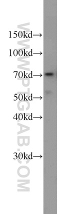 ELL Antibody in Western Blot (WB)