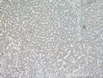 SIK1 Antibody in Immunohistochemistry (Paraffin) (IHC (P))