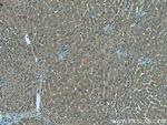 SIK1 Antibody in Immunohistochemistry (Paraffin) (IHC (P))