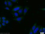 GSK3B Antibody in Immunocytochemistry (ICC/IF)