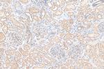 Angptl4 Antibody in Immunohistochemistry (Paraffin) (IHC (P))